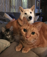 Laetitia, Périgueux